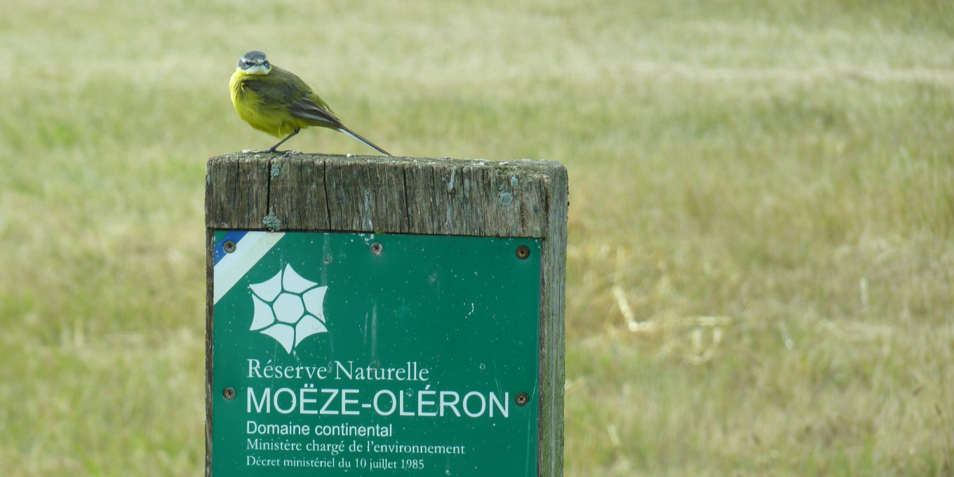 Bergeronnette printanière  à la réserve naturelle de Moëze-Oléron