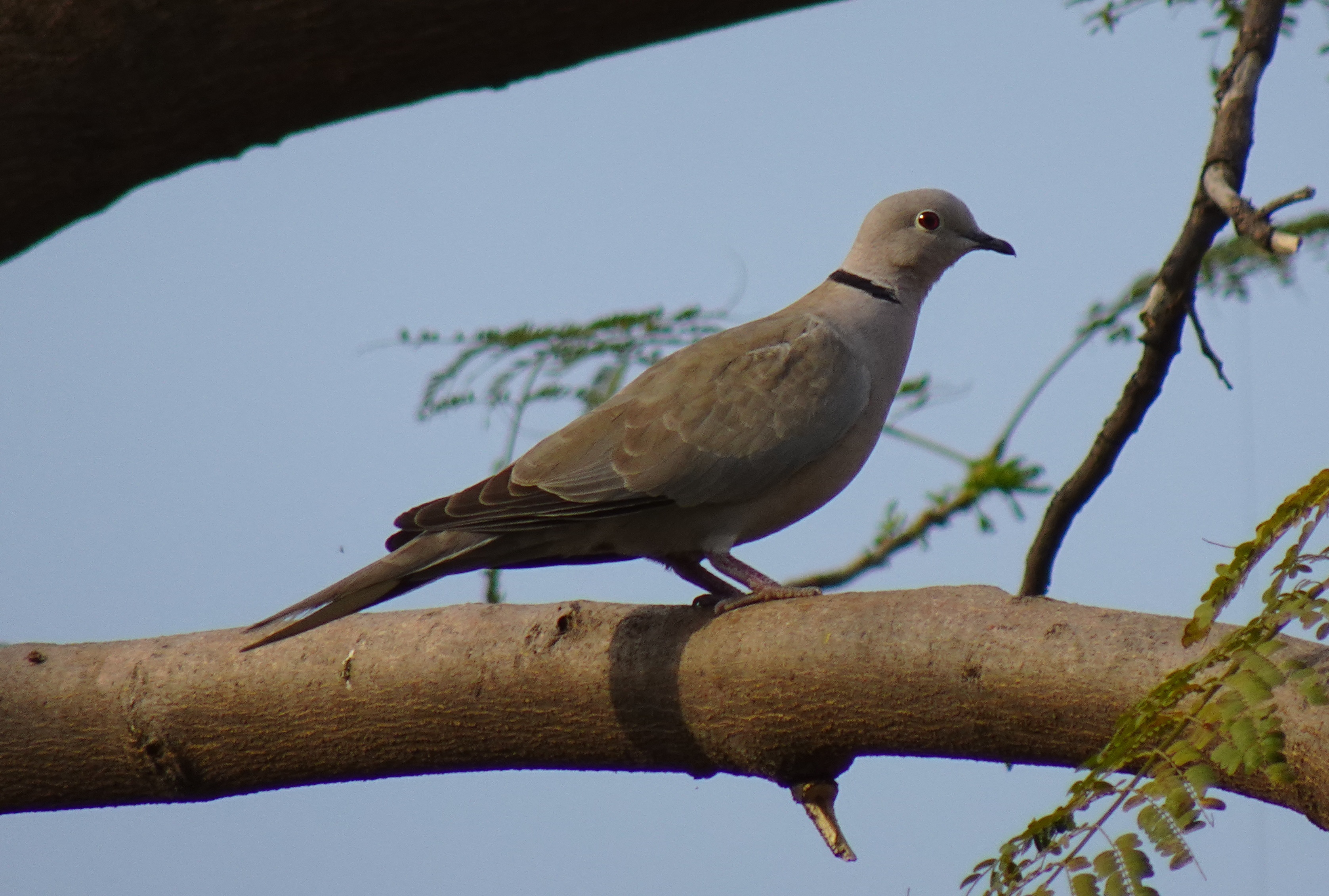 Tourterelle turque (Streptopelia decaocto)