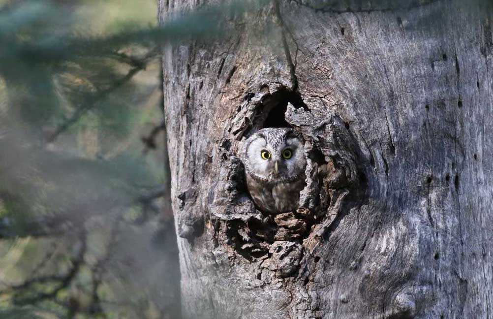De chouettes maisons pour les Tengmalm !