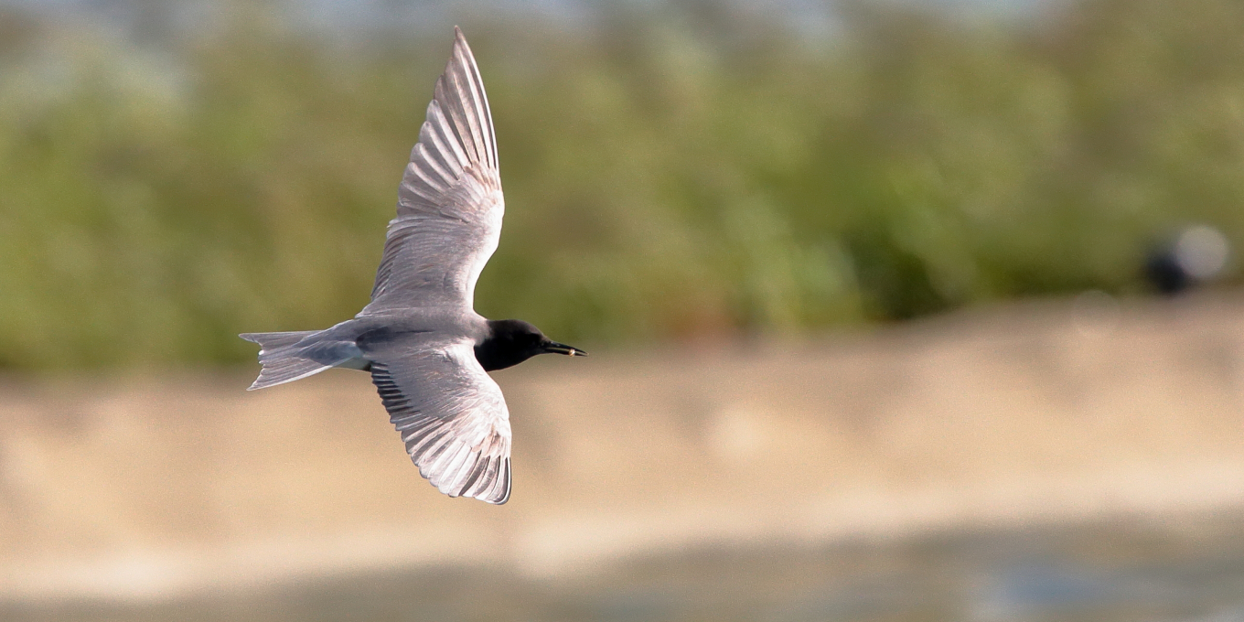 Charente-Maritime : Des zones humides et des pâturages restaurés grâce au « loto de la biodiversité »
