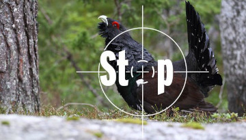 Non à la « gestion adaptative » d’oiseaux en déclin