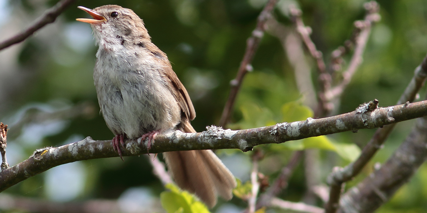 Bouscarle de Cetti © Alain Bloquet