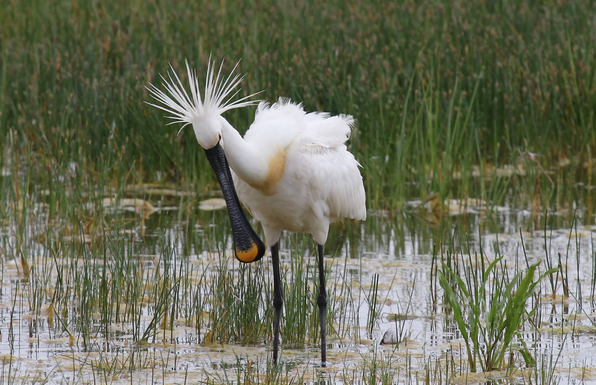 "State of the World's Birds 2026" BirdLife International