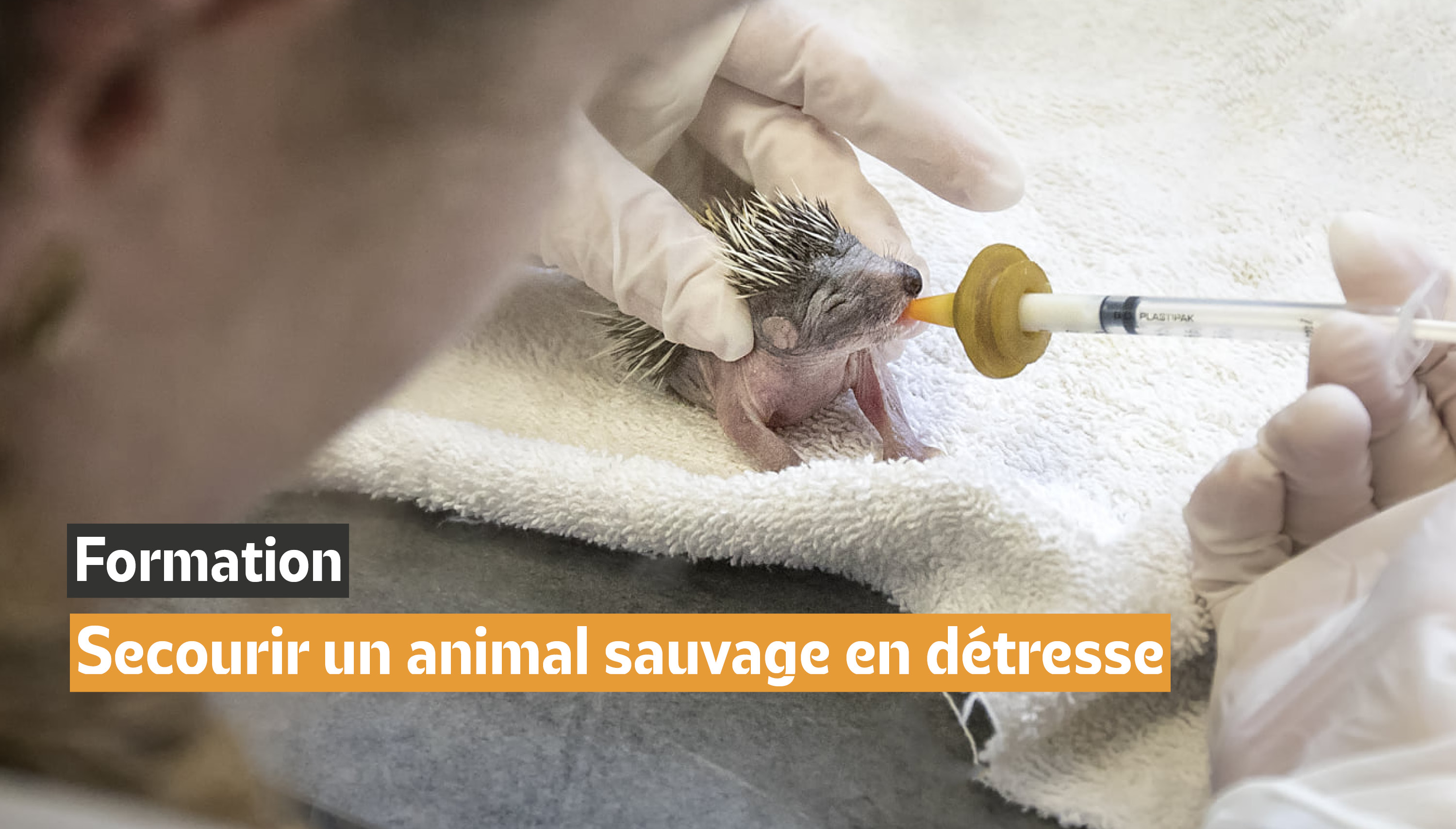 Une formation pour apprendre les premiers gestes face à un animal sauvage en détresse