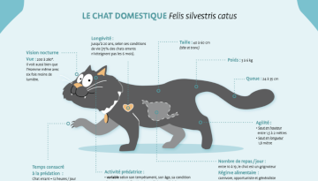 Illustration chat domestique