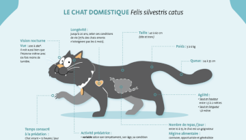 Le chat domestique et le droit de la conservation de la nature