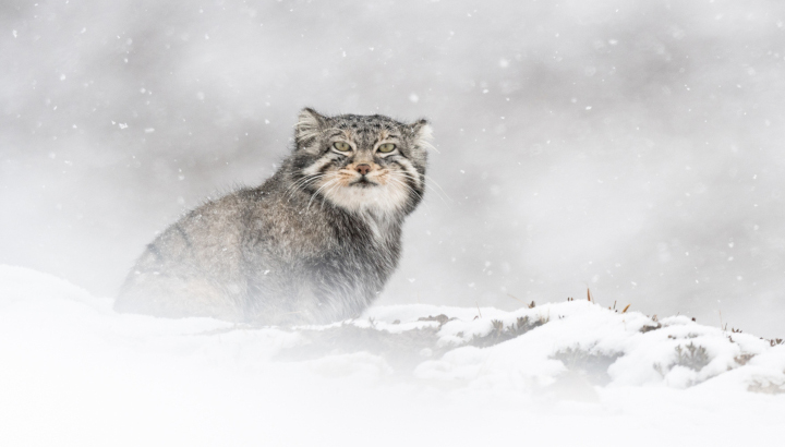 La LPO partenaire du film La Panthère des neiges