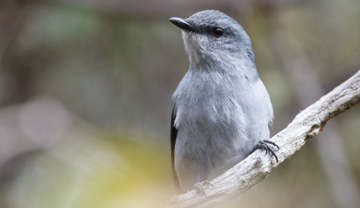 Life BIODIV'OM