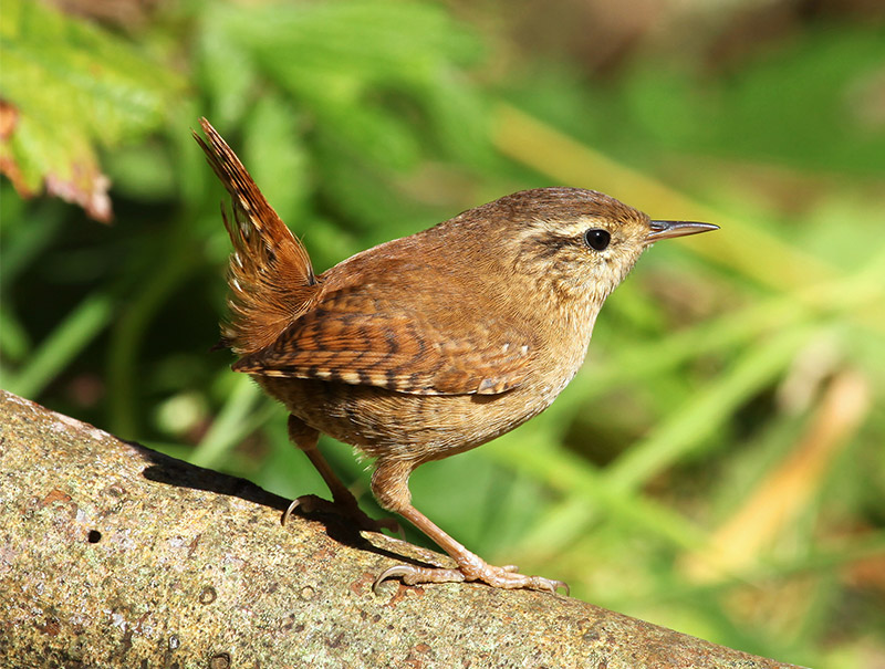 À la découverte des oiseaux du parc de la Forêt