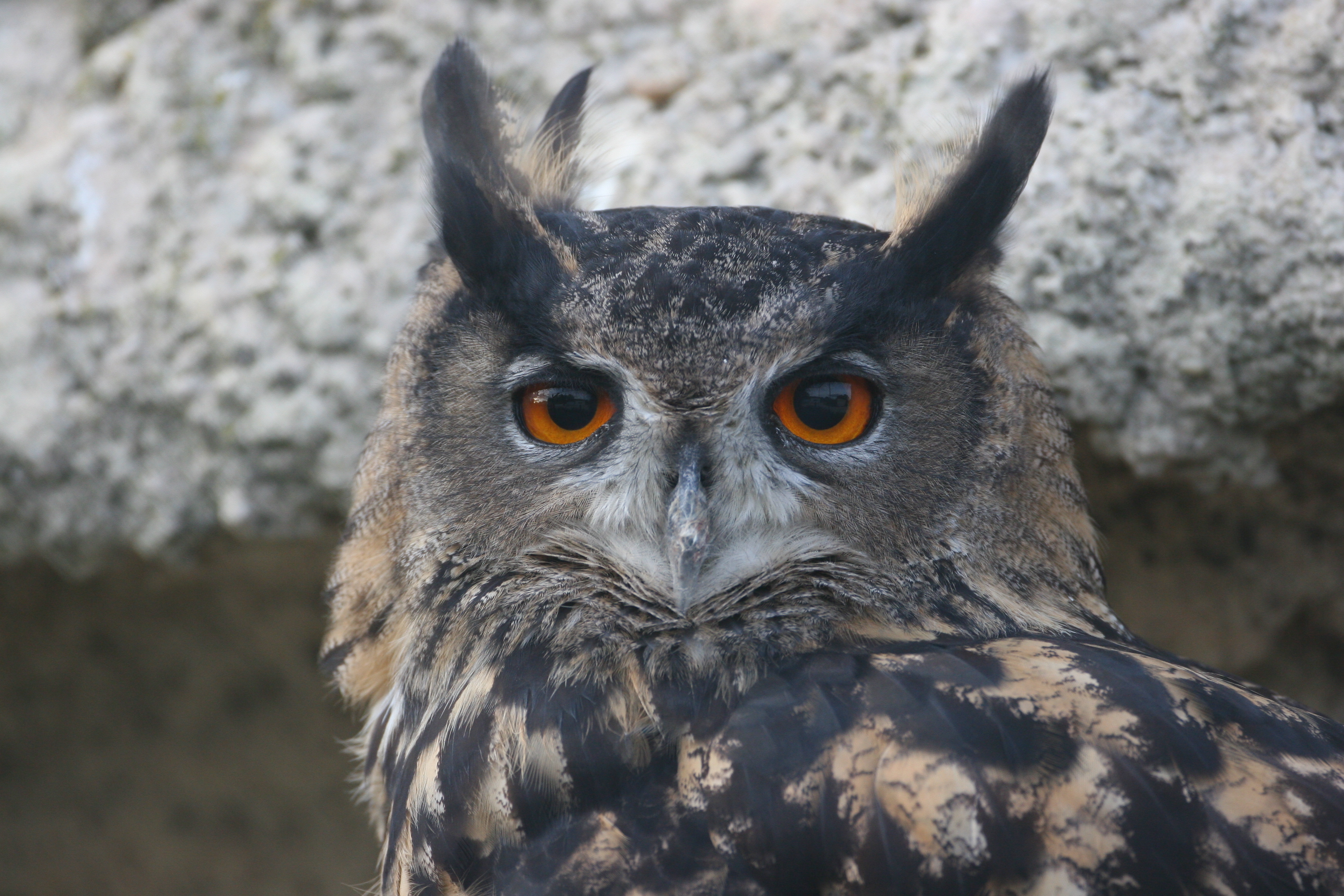 A la recherche du Grand duc d’Europe dans la vallée du Tarn