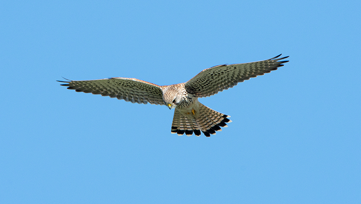 Observation du Faucon crécerelle