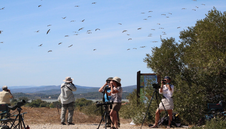Découverte de la migration des oiseaux au Roc de Conilhac