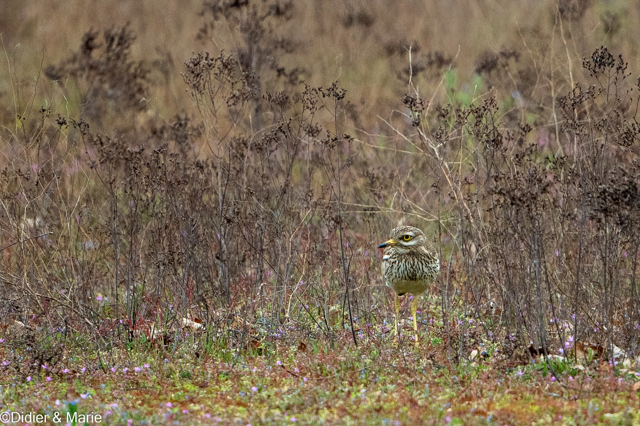 Suivi des rassemblements postnuptiaux des Oedicnèmes criards