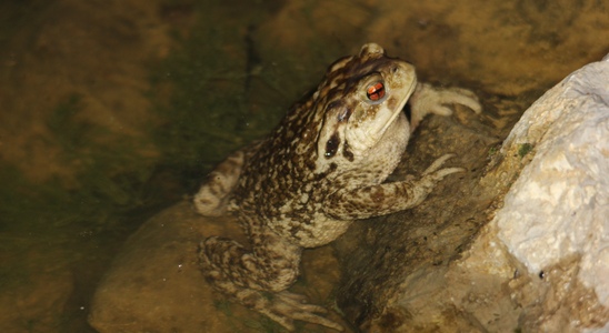 Sauvons les amphibiens du territoire !