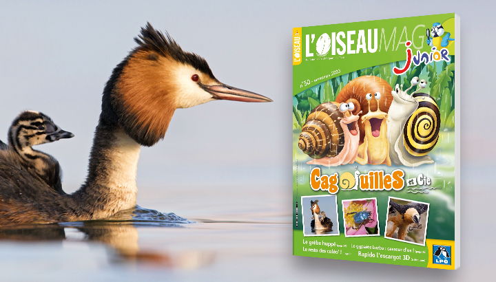 L’OISEAU MAGAZINE JUNIOR n°50 - Printemps 2023 : Parution mi-mars