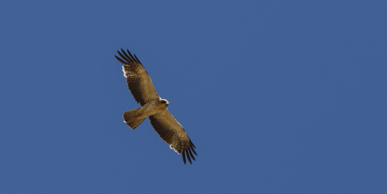 Aigle botté