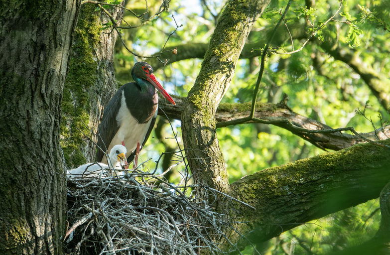 Cigogne noire, au delà des frontières