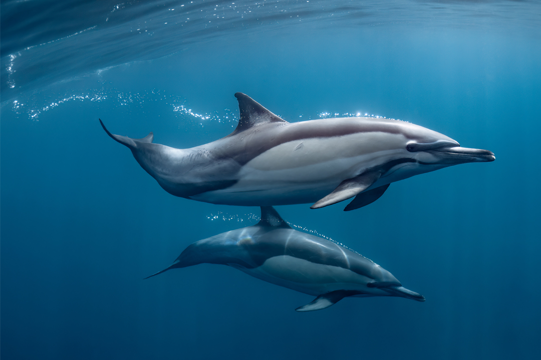 dauphins communs