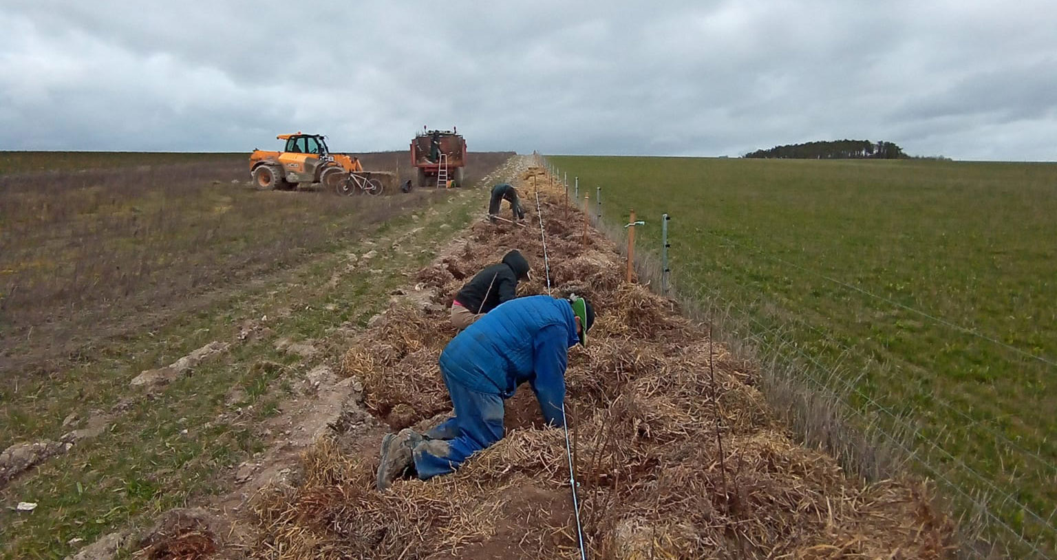 Plantation de jeunes arbres et arbustes sur un terrain préparé
