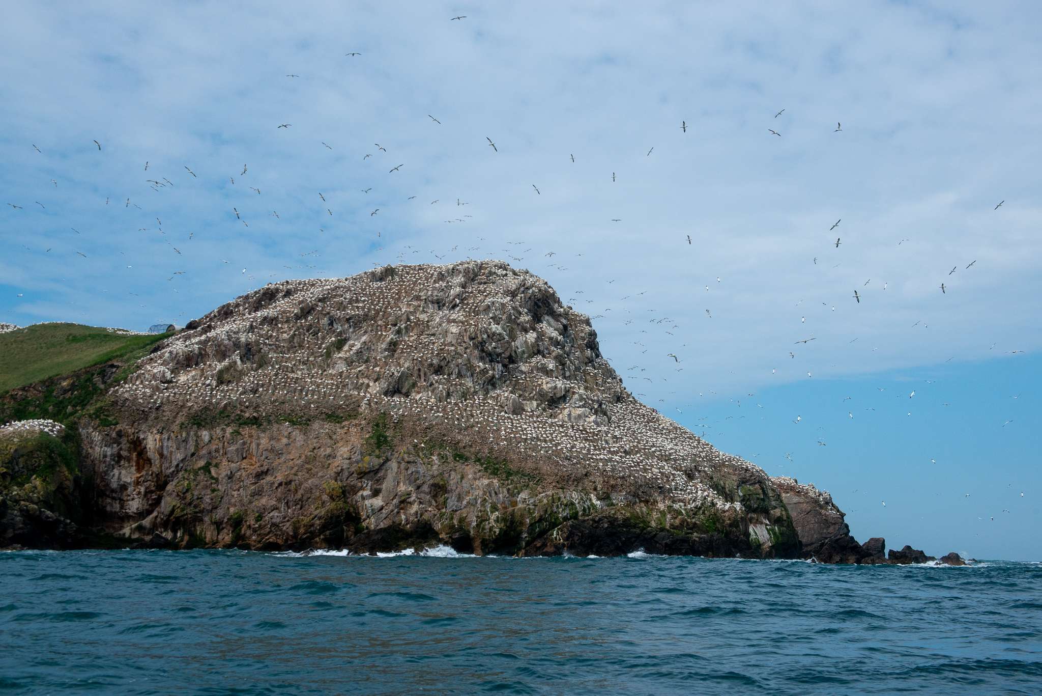 Colonie de fous de Bassan de l'Île Rouzic