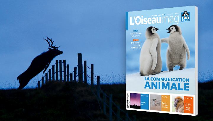 L’OISEAU MAGAZINE n°152 : Parution à la mi-octobre