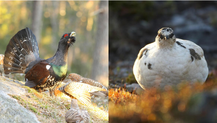 Le Lagopède alpin et le Grand tétras enfin protégés durablement !