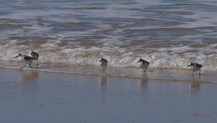 Les oiseaux de la réserve naturelle, côté Oléron, La Perrotine