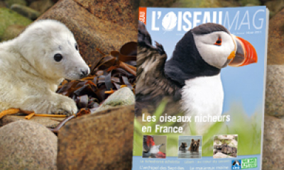 1985 - Création de l'Oiseau Magazine