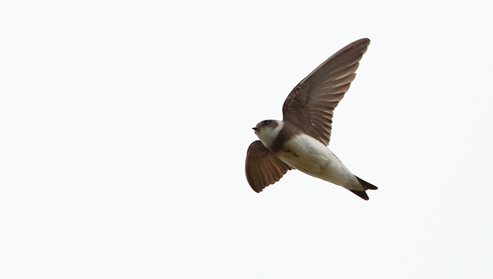 Comptage des hirondelles de rivage