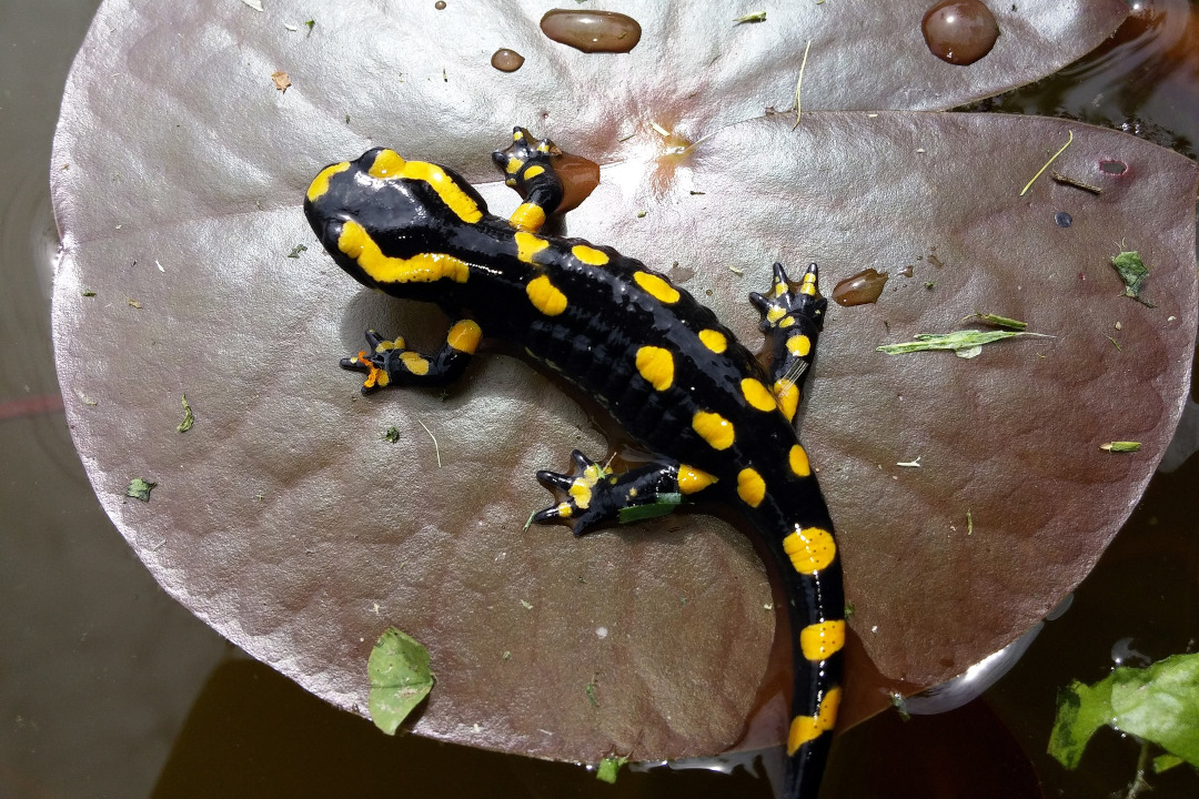 Salamandre tachetée / FredCCSTI (Pixabay)
