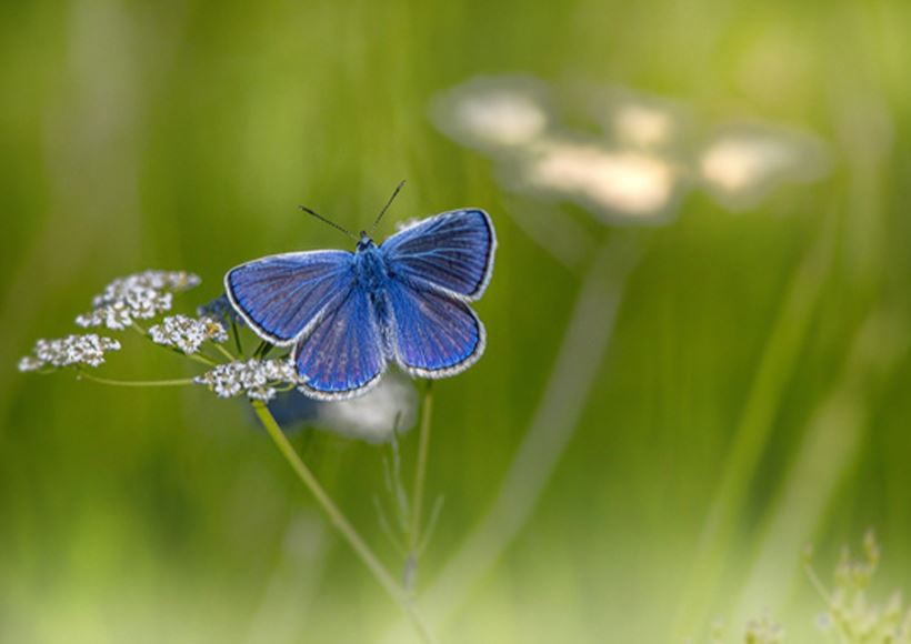 papillon bleu posée sur une fleur