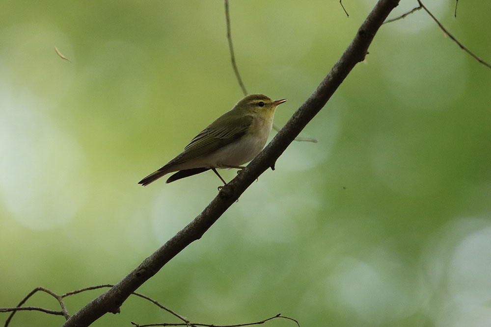 Balade nature dans le Bois du Roi à Rouville