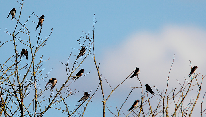 Les hirondelles : reconnaissance et prospection