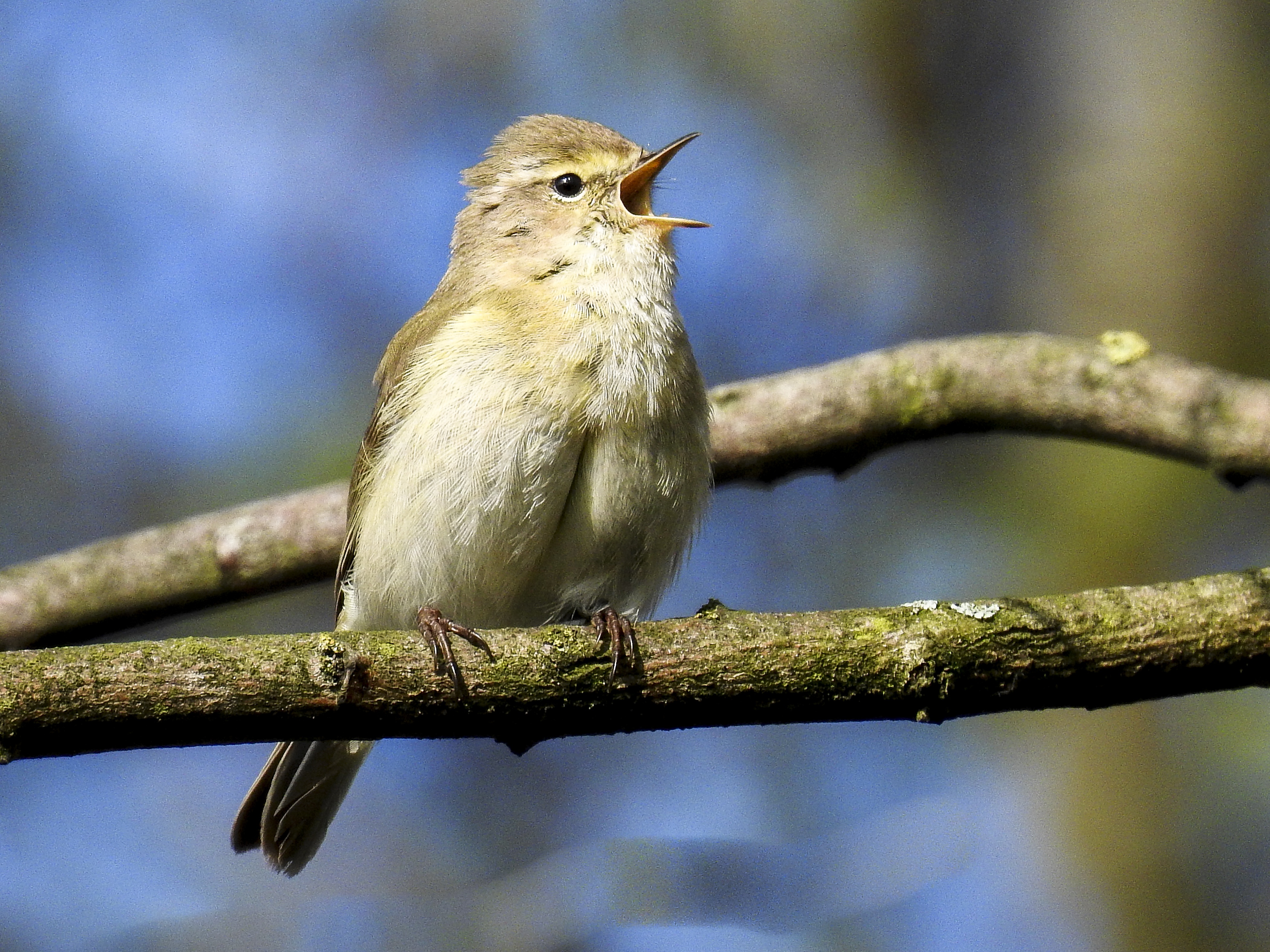 Pouillot véloce (Phylloscopus collybita) © Pixabay