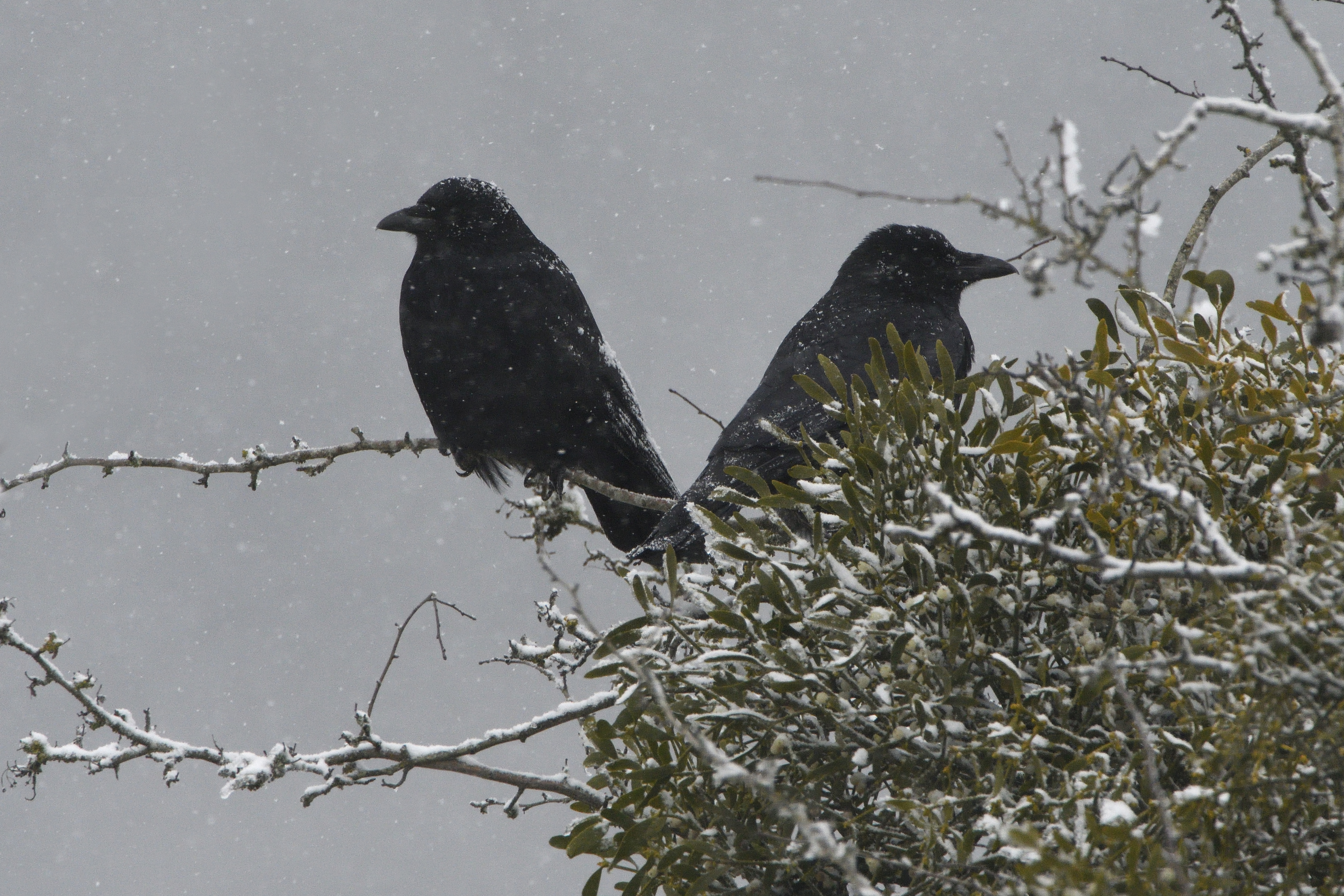 Corneilles noires dans un arbre enneigé