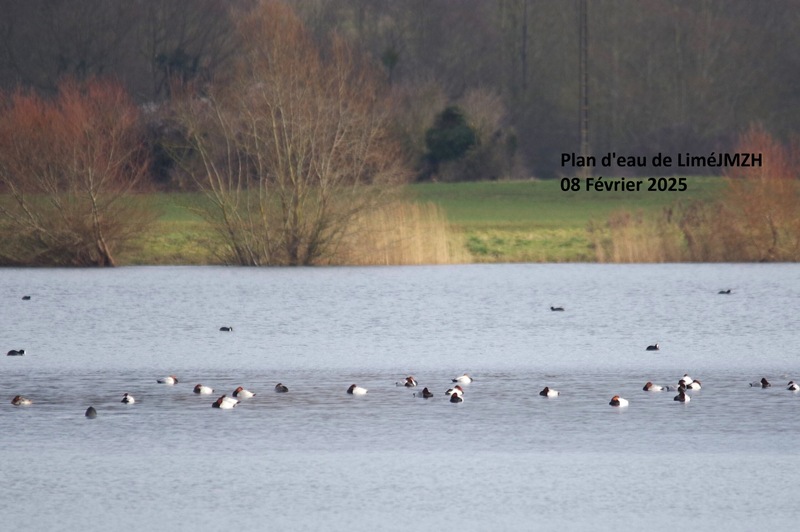 (JMZH) Oiseaux hivernant en vallée de l'Aisne - Soissonnais (Bucy le long 02)