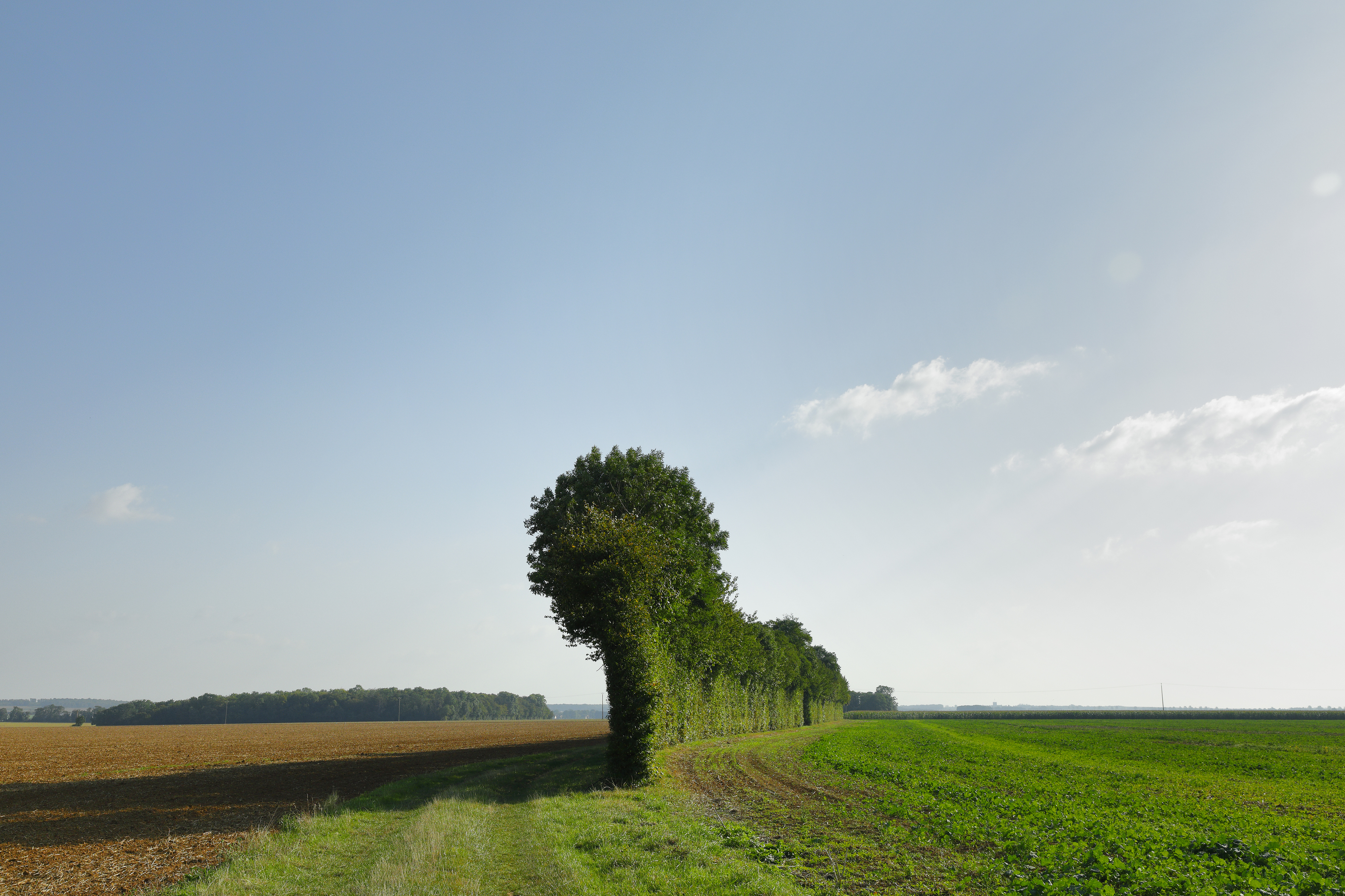 Vous n’aurez pas nos haies !