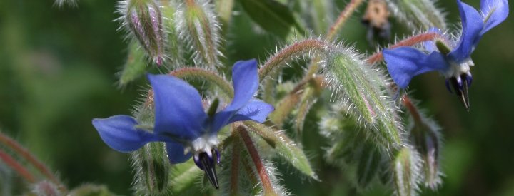 Bourrache officinale