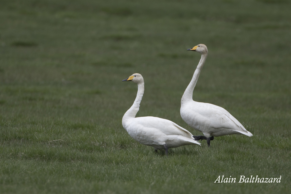 Zoom sur le Cygne Chanteur