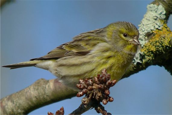 Serin cini
