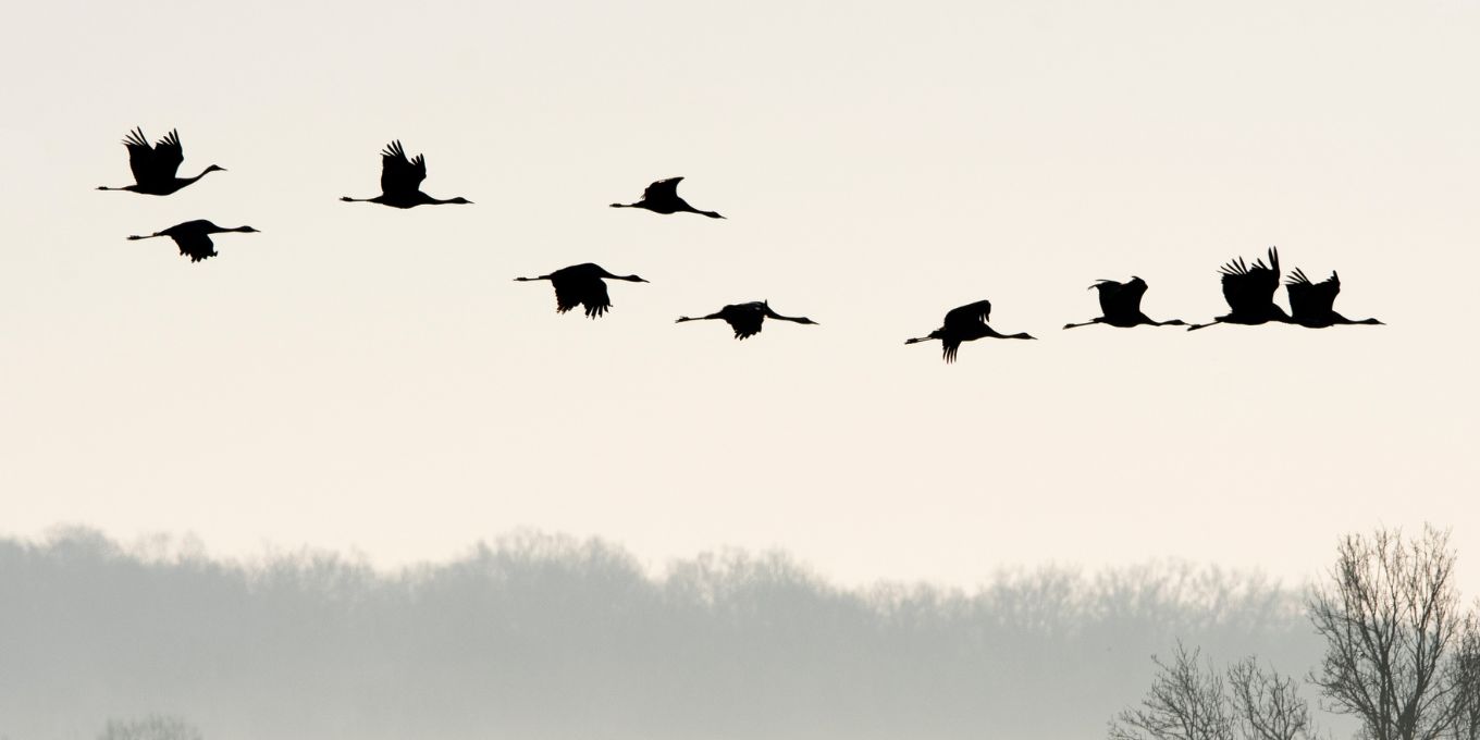 La LPO agit pour protéger les oiseaux migrateurs
