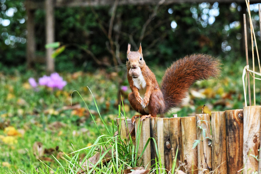 Écureuil roux, assis, tenant une noix
