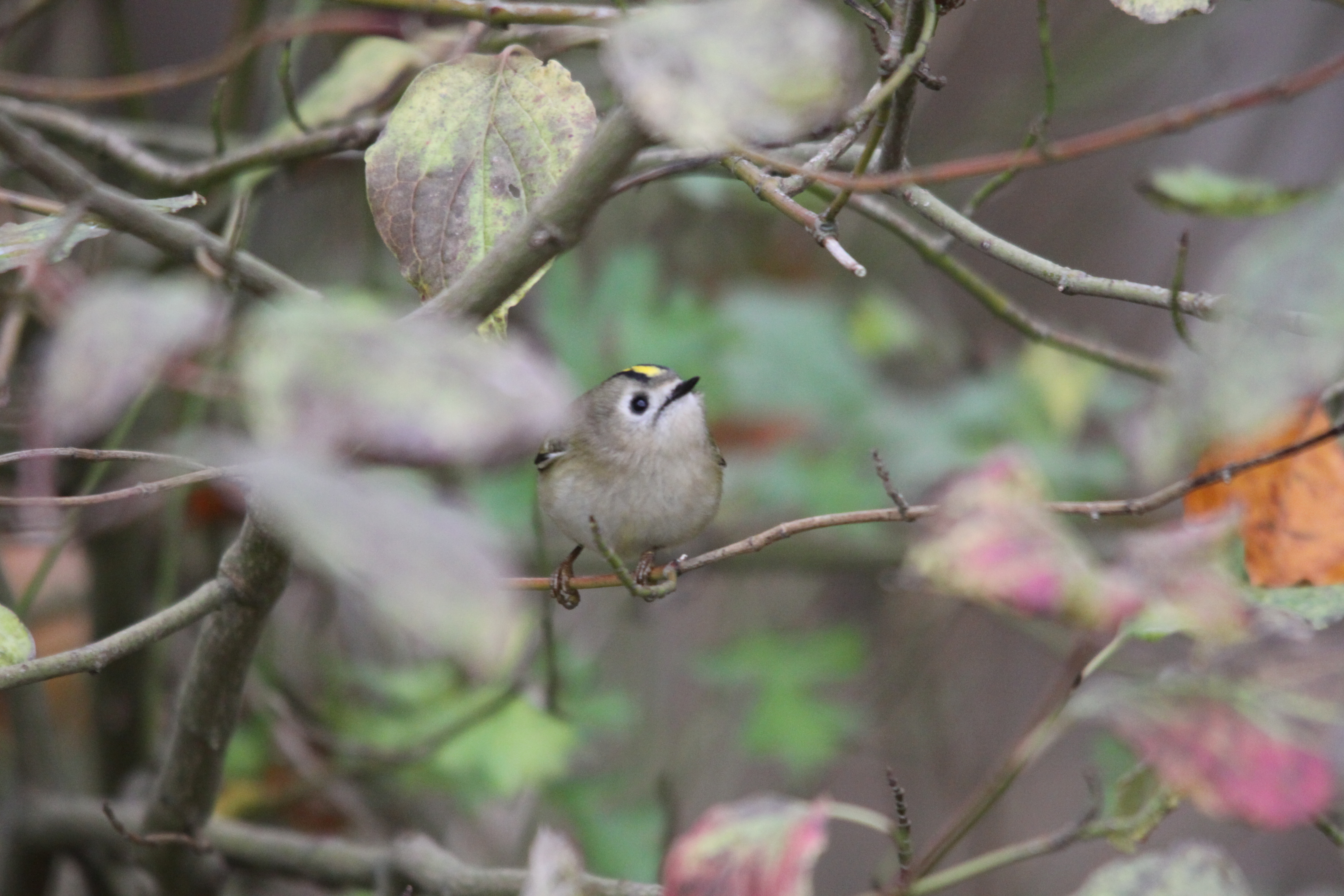Oiseaux des forêts