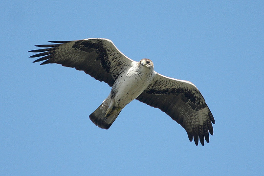 Aigle de Bonelli © Vincent Palomares