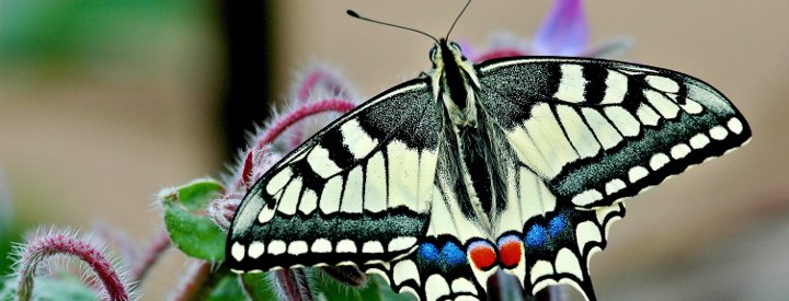 Machaon