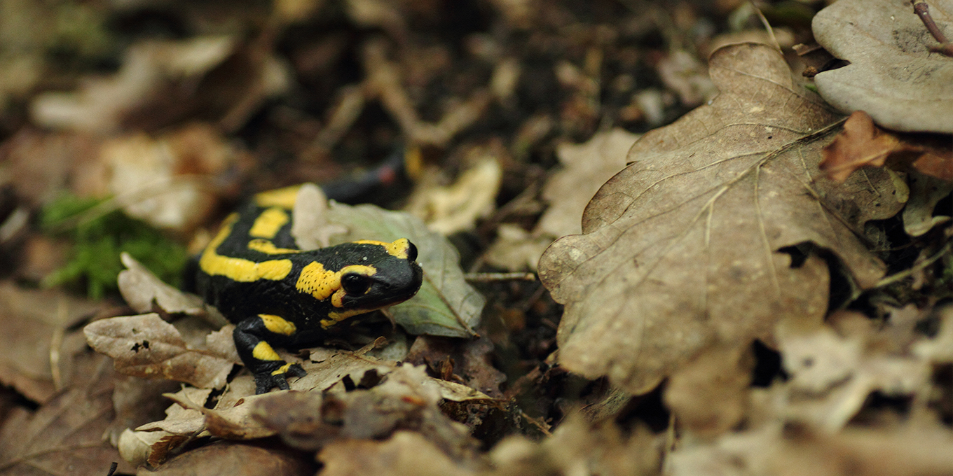 La mare aux crapauds