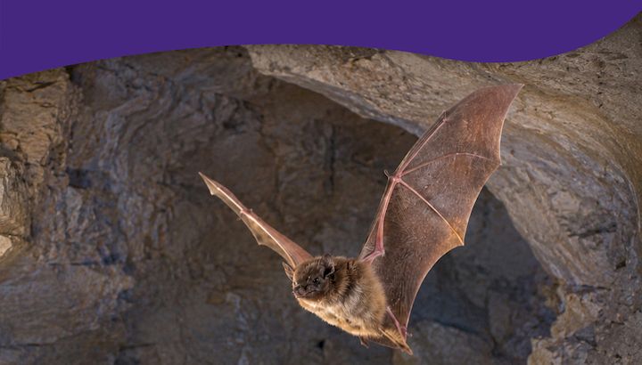 Nuit Internationale de la chauve-souris