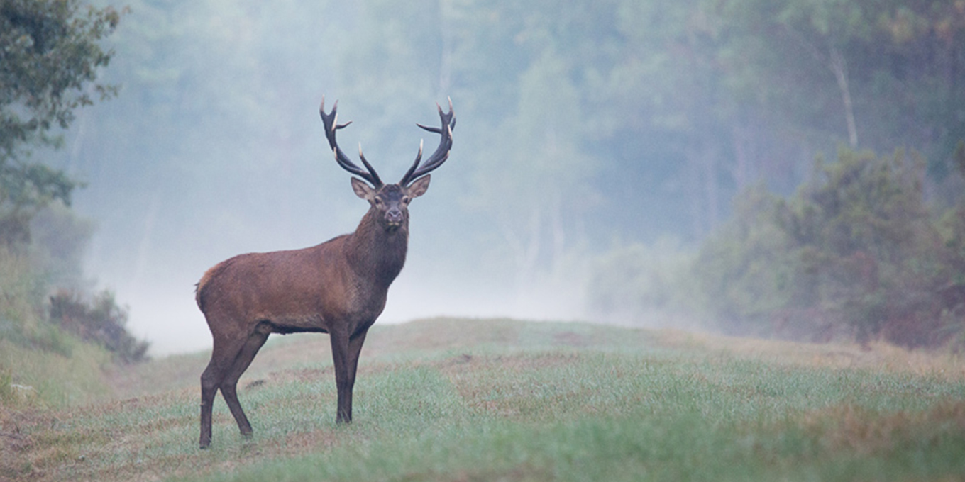 Cerf élaphe © Alain Lorieux