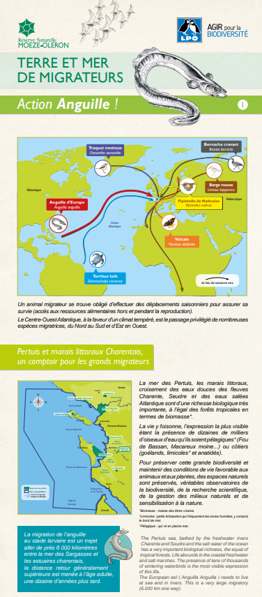 Terre et mer de migrateurs, action Anguille !