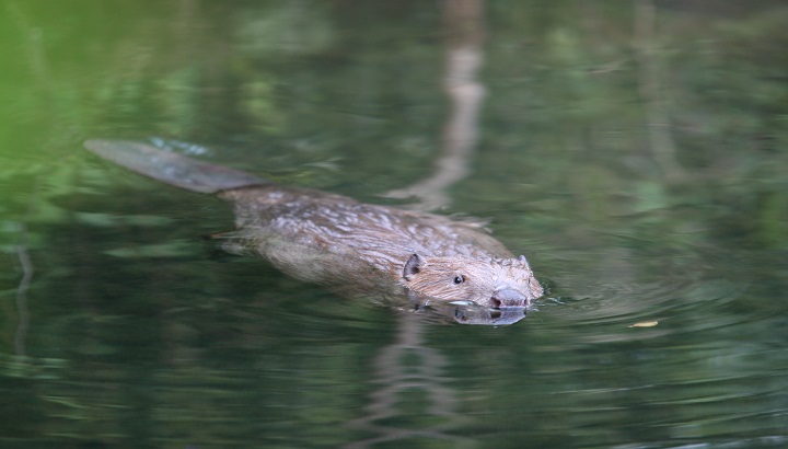 Sur les traces de la loutre et du castor